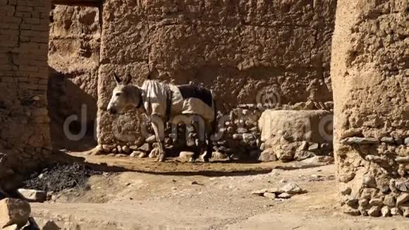 沙漠驴有马鞍站在砖块沙漠墙前有碎石和沙子视频的预览图
