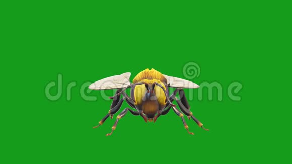 绿色屏幕背景下的蜜蜂运动图形视频的预览图