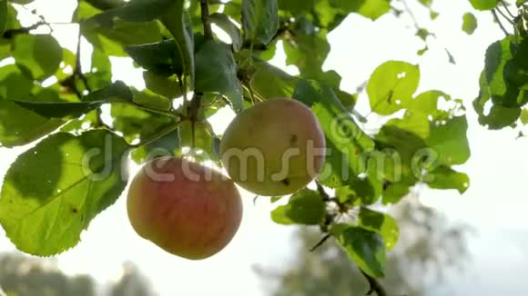 苹果树有美丽的自然红苹果在阳光下闪耀视频的预览图