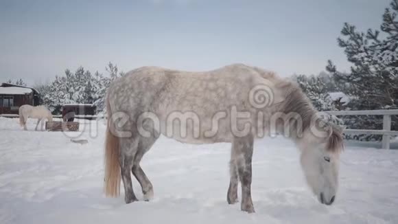 美丽的马站在冬季牧场马育种理念慢动作视频的预览图