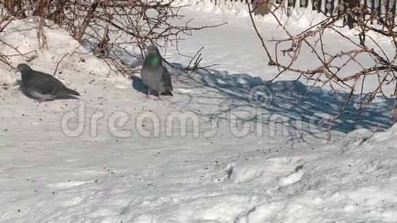 春天两只鸽子在雪地里咕咕叫视频的预览图
