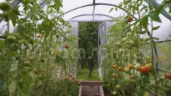 有西红柿的玻璃温室摄像机在移动视频的预览图