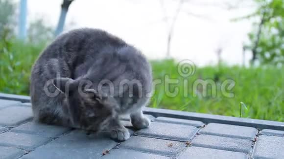 小灰猫坐在草地上视频的预览图