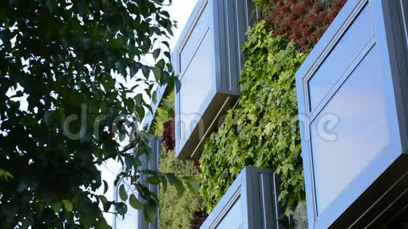 现代绿色建筑中的窗具有垂直园林的现代建筑中的自然概念窗视频的预览图