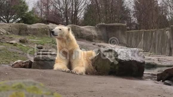 北极熊环顾四周视频的预览图