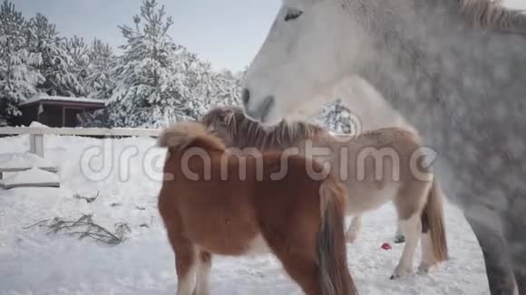 不同品种的马站在冬季牧场2两匹小马和一匹白马正处于视频的预览图