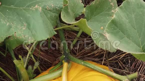 大南瓜在花园床上生长有机蔬菜种植视频的预览图
