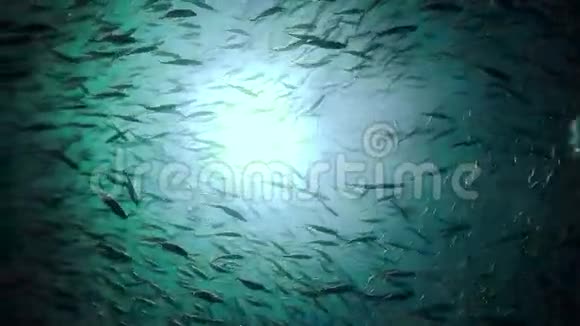 加勒比海水域鱼类学校视频的预览图