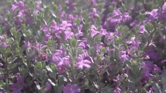 花丛小花淡紫色视频的预览图