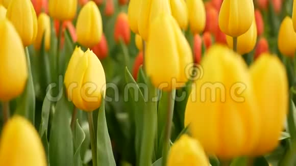 4K春天郁金香花田的五颜六色黄色的郁金香视频的预览图
