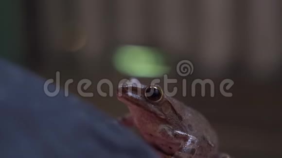 可爱的青蛙仍然躺在一条人腿上快关门上镜视频的预览图