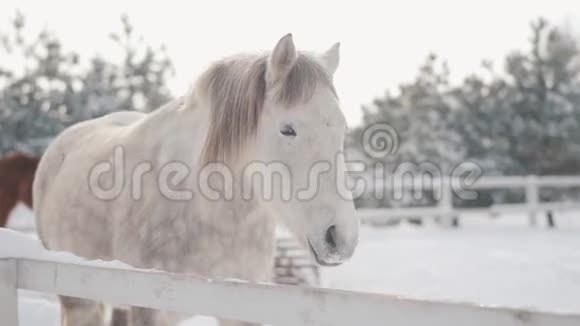 美丽的白色斑点马站在围栏后面的雪在一个农场看着镜头近距离神奇的纯种动物视频的预览图