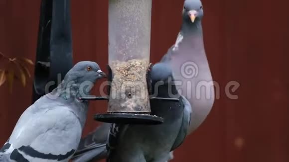 野鸽子从小鸟饲养器上偷鸟的种子视频的预览图