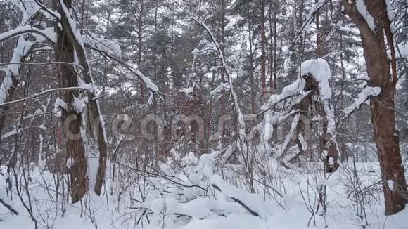 冬天公园里长满了雪丛和树木视频的预览图