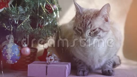 可爱的灰条纹猫躺在圣诞树下带着礼物视频的预览图