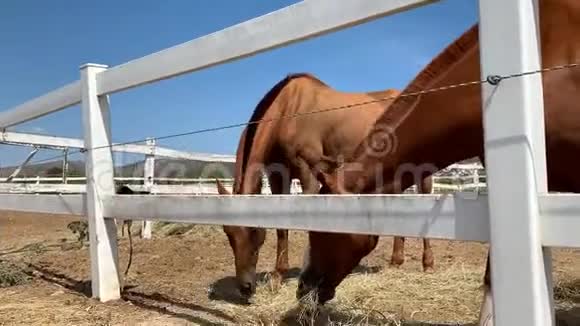 畜栏里的马在农场里吃干草稻草和草视频的预览图