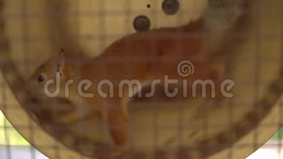 圈养的松鼠松鼠努力地在车轮上奔跑圈养的动物视频的预览图