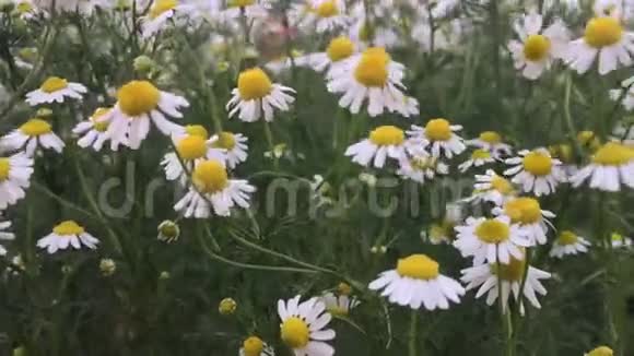 白色切割机花脚轮花运动过强风视频的预览图