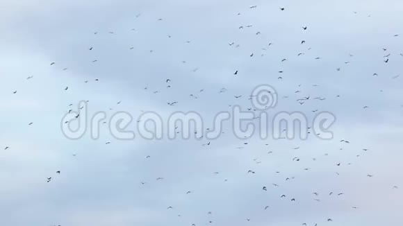 蓝天上的鸟雀带着云彩视频的预览图
