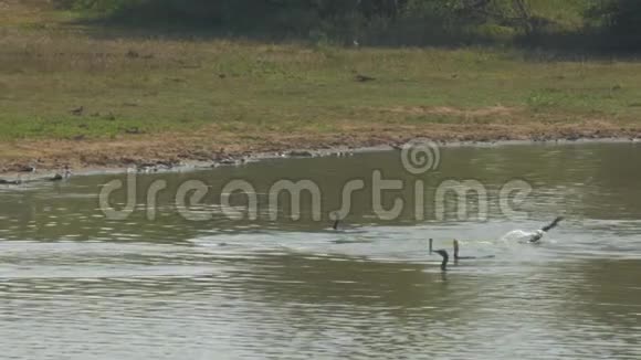 黑鸟成群结队地飞到蓝湖水附近视频的预览图