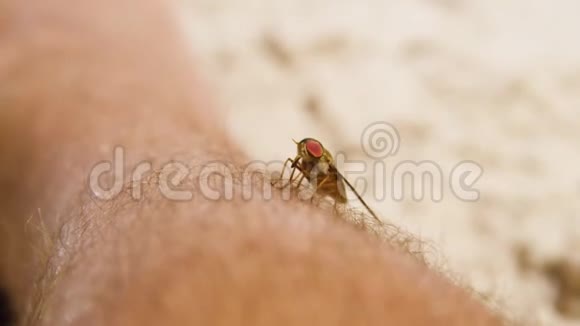 一只苍蝇从一个人脚下飞来视频的预览图