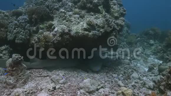 珊瑚礁上的鲨鱼护士视频的预览图