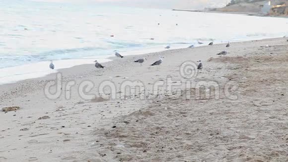 狗沙滩沙海鸥视频的预览图