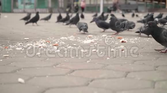 靠近城市广场上吃白面包的鸽子的视野视频的预览图