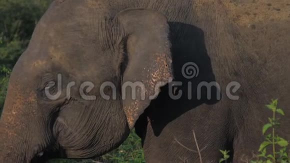大象沿着绿草地散步摇着耳朵视频的预览图