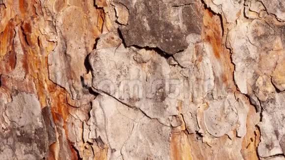 马栗色树皮树皮和树干赋予的纹理视频的预览图
