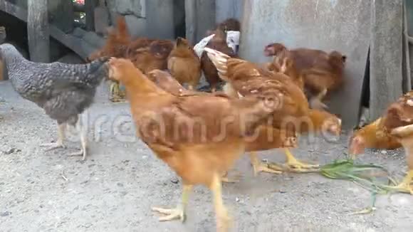 在谷仓里喂鸡鸡笼里的鸡啄青葱农业企业概念视频的预览图