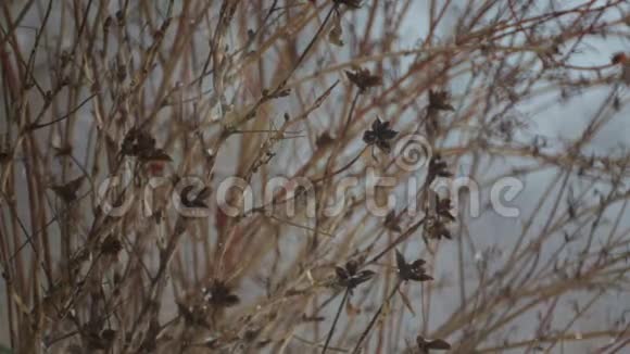 冬天下雪时灌木丛上的种子视频的预览图