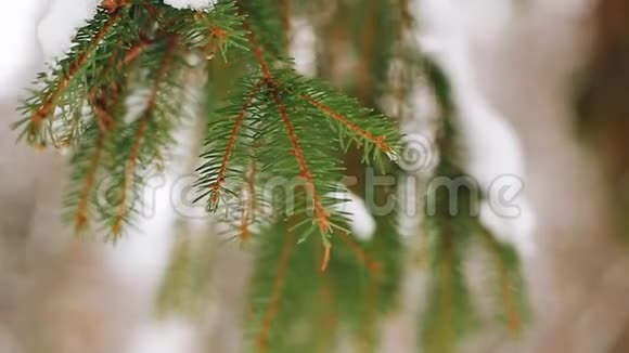 在冬日的雪林中特写美丽的杉枝很漂亮的颜色视频的预览图