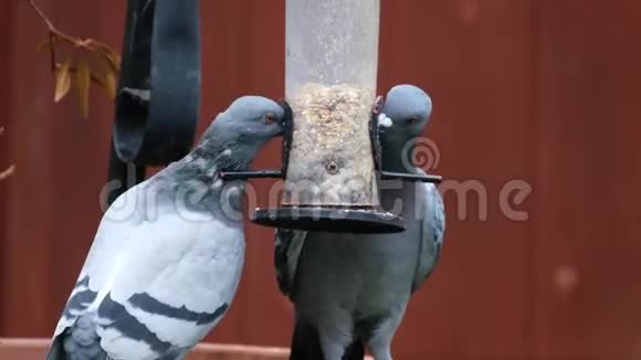 野鸽子从小鸟饲养器上偷鸟的种子视频的预览图