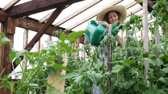 戴着草帽和裙子的女园丁从温室里的水罐里往植物上倒水视频的预览图