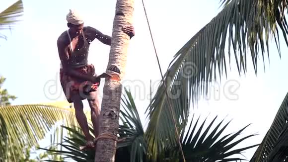 人站在树干上支撑着蜱虫打倒棕榈树视频的预览图
