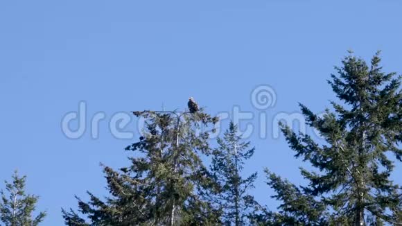 年轻的雄鹰坐在树顶上视频的预览图