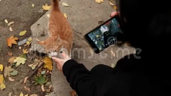 年轻的黑发女孩在智能手机上给无家可归的姜猫拍照视频的预览图