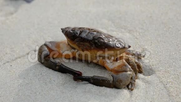 阳光明媚的一天热带海洋沙质海岸上的螃蟹视频的预览图