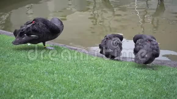 睡在池塘边的黑天鹅视频的预览图