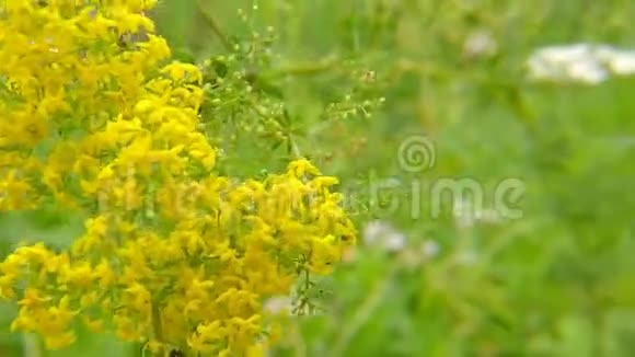 夫人的草花香料和药用植物视频的预览图