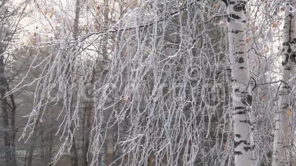 秋霜中的桦树枝视频的预览图