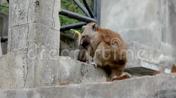 女猴子和她可爱的宝宝吃一块菠萝视频的预览图