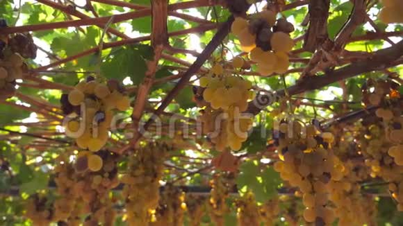 低矮的视野大串多汁的白葡萄挂在藤蔓上灿烂的夏日阳光透过葡萄树枝照耀熟食视频的预览图