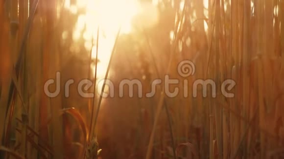 农业收获阳光下的茎穗粒视频的预览图