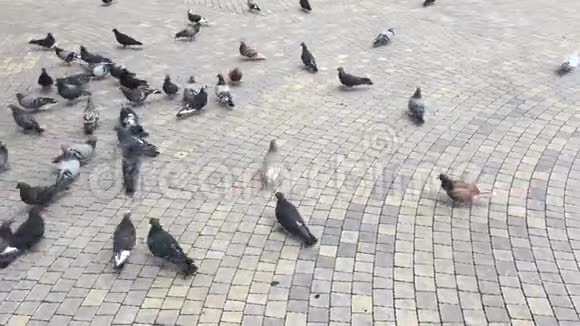 白天在广场喂鸽子视频的预览图