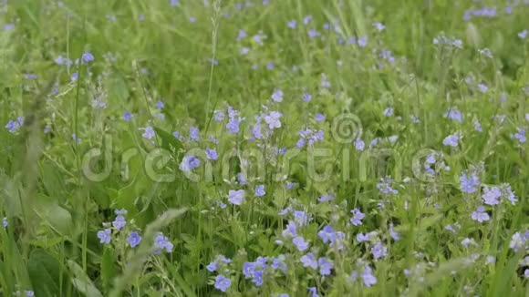 春天阳光下蓝色矢车菊盛开视频的预览图