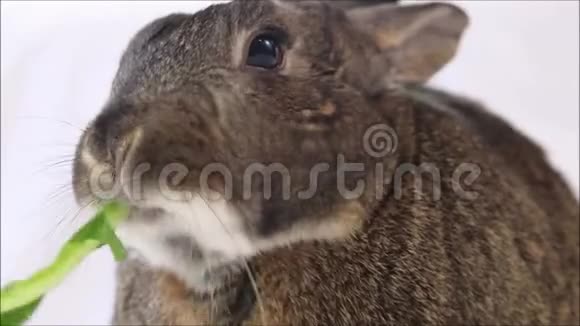 小灰兔吃绿色特写的角度普通背景视频的预览图