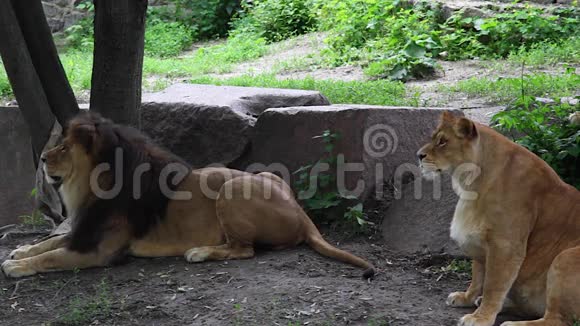 狮子和母狮视频的预览图