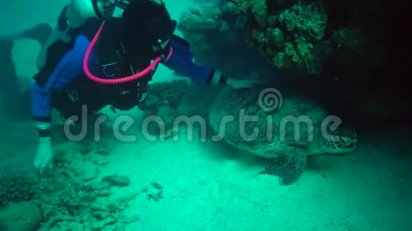 绿海龟Cheloniamydas潜水员抚摸一只海龟躺在底部视频的预览图